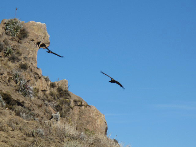 Cañon del Colca vom Mirador Cruz del Condor aus (9. Juli)
