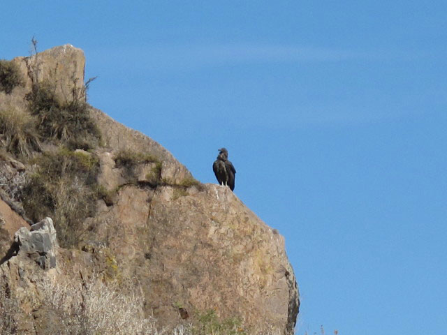 Cañon del Colca vom Mirador Cruz del Condor aus (9. Juli)