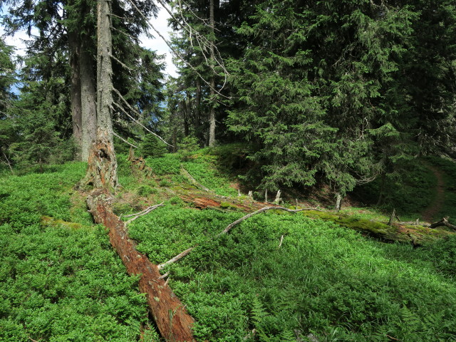 zwischen Spie&szlig;kogel und Hubereck