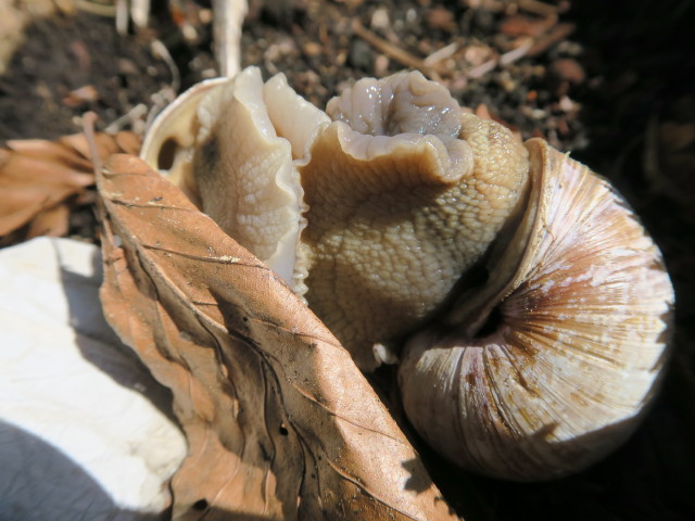 neben Weg E10 zwischen Reiflingeck und Hochz&ouml;bel (6. Mai)