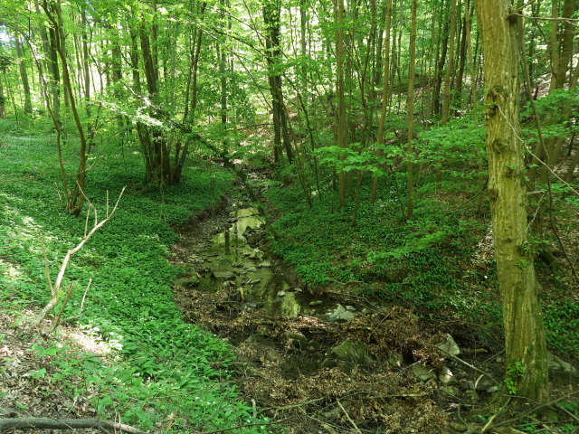 Dambach