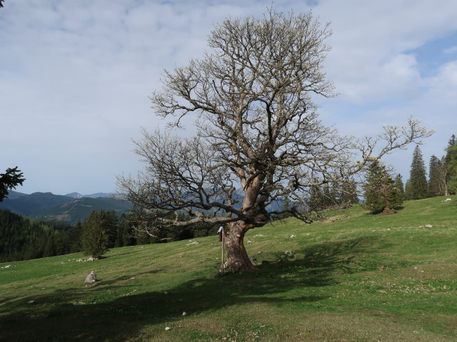 Sohlenalm