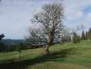 Sohlenalm