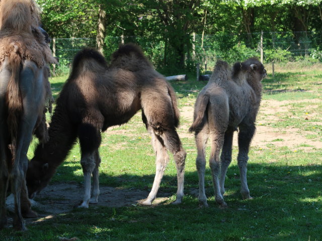 Baktrische Kamele im Givskud Zoo in Give (20. Mai)