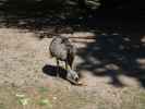 Strauss im Givskud Zoo in Give (20. Mai)