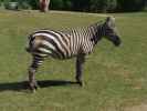 Steppenzebra im Givskud Zoo in Give (20. Mai)