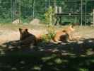 L&ouml;wen im Givskud Zoo in Give (20. Mai)