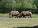 Breitmaulnash&ouml;rner im Givskud Zoo in Give (20. Mai)