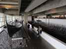 Vikingeskibsmuseet in Roskilde (29. Mai)