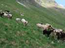 Krefelder Weg zwischen Reichenbergkar und Wurfbach (14. Juni)