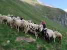 Reinhard am Krefelder Weg zwischen Reichenbergkar und Wurfbach (14. Juni)