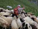 Reinhard am Krefelder Weg zwischen Reichenbergkar und Wurfbach (14. Juni)