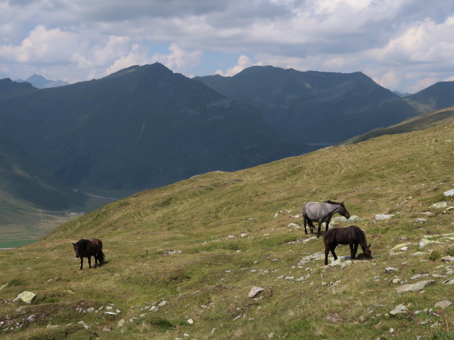 Eselkar (10. Aug.)