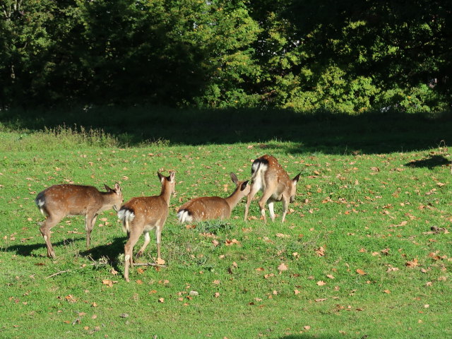 Hirsche im Tierpark Buchenberg
