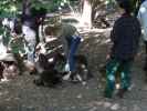 Waschb&auml;ren im Tierpark Buchenberg