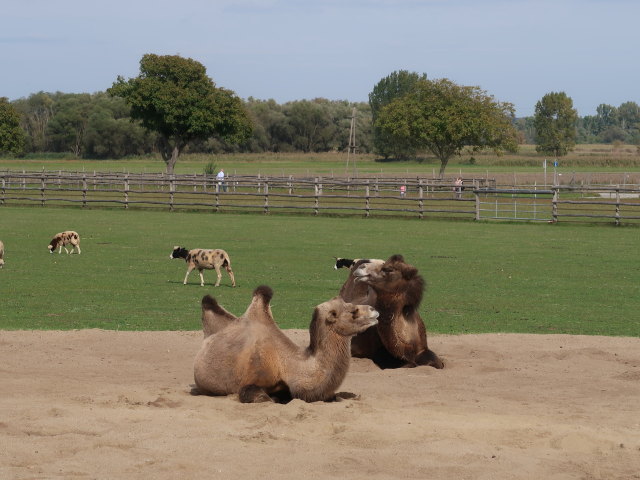 Trampeltiere