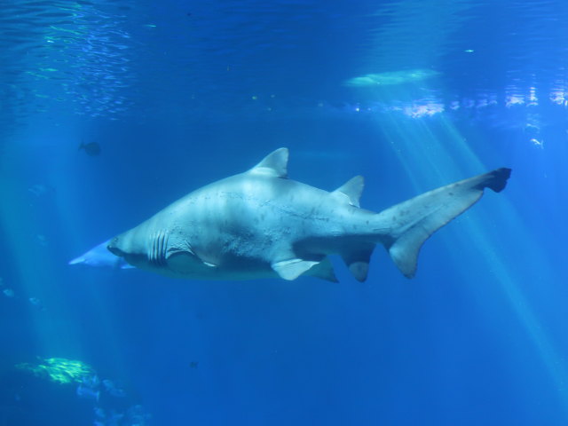 Palma Aquarium (16. Nov.)