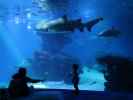 Sabine und Nils im Palma Aquarium (16. Nov.)
