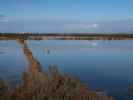 Salinas d'Es Trenc (19. Nov.)
