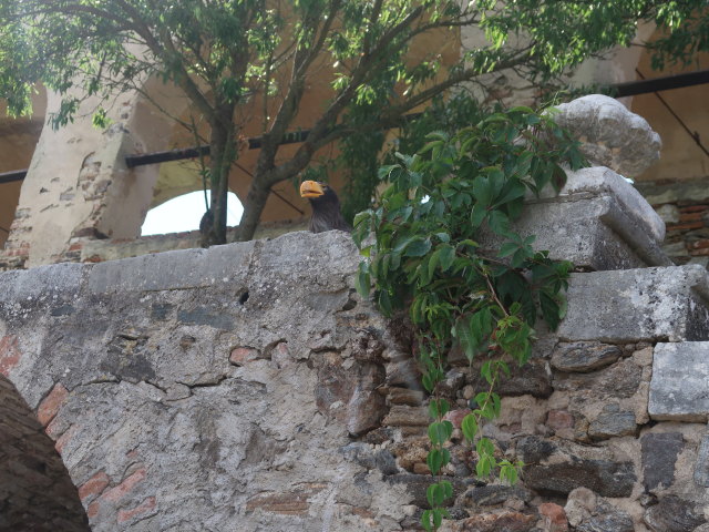 Falknereivorf&uuml;hrung