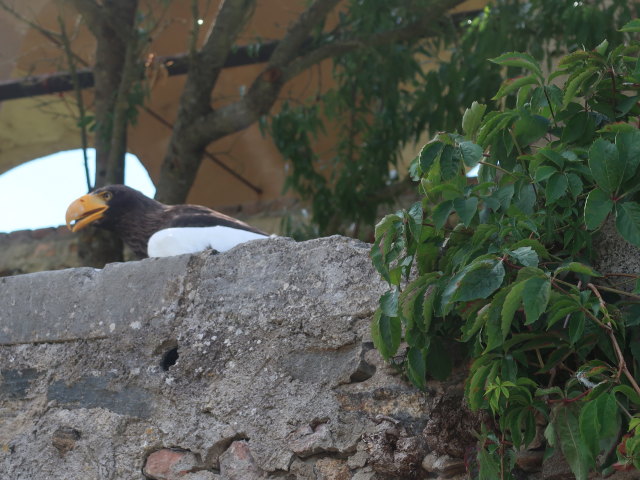 Falknereivorf&uuml;hrung