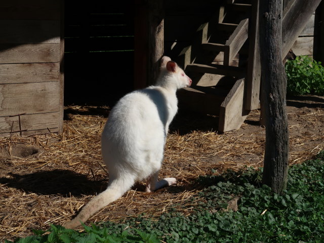 Bennett-K&auml;nguru im Tierpark Buchenberg