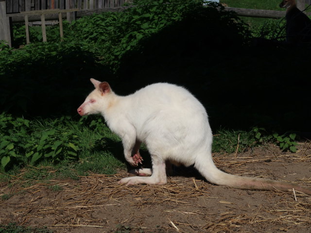 Bennett-K&auml;nguru im Tierpark Buchenberg
