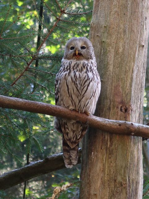 Habichtskauz im Tierpark Buchenberg