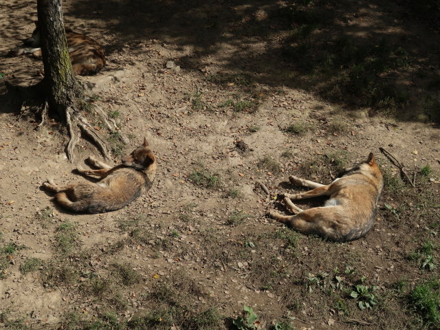 W&ouml;lfe im Tierpark Buchenberg
