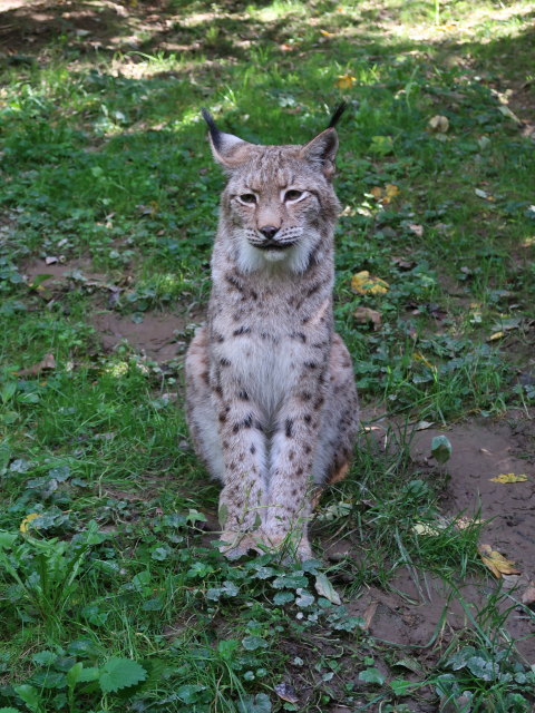 Luchs im Tierpark Buchenberg