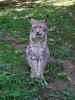 Luchs im Tierpark Buchenberg