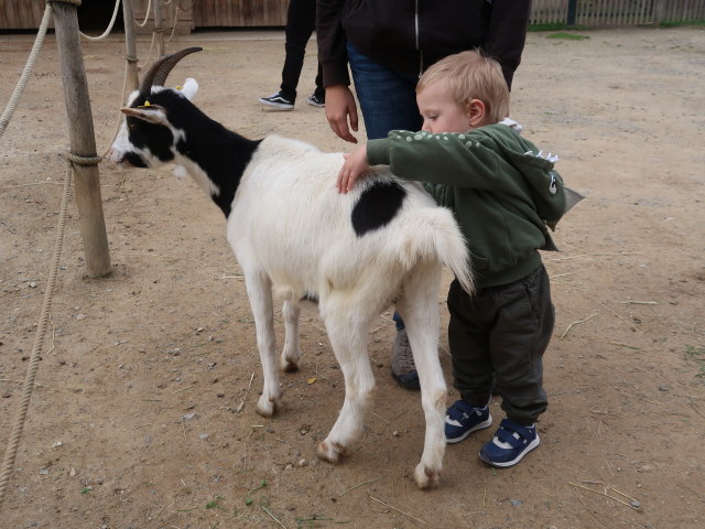 Nils im Streichelzoo