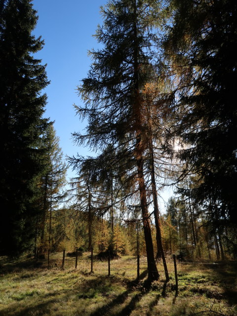 zwischen Wildbachhh&uuml;tte und Parkplatz Wildbachh&uuml;tte