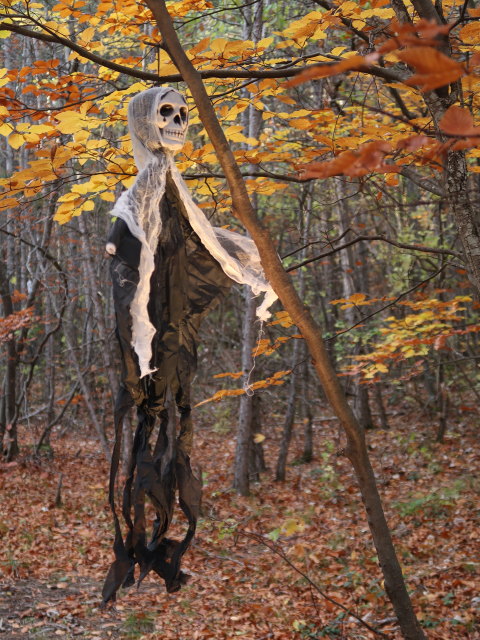 zwischen Harzberg und Bad V&ouml;slau