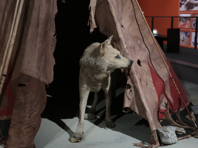 Ausstellung 'Eiszeit' im Museum Mistelbach