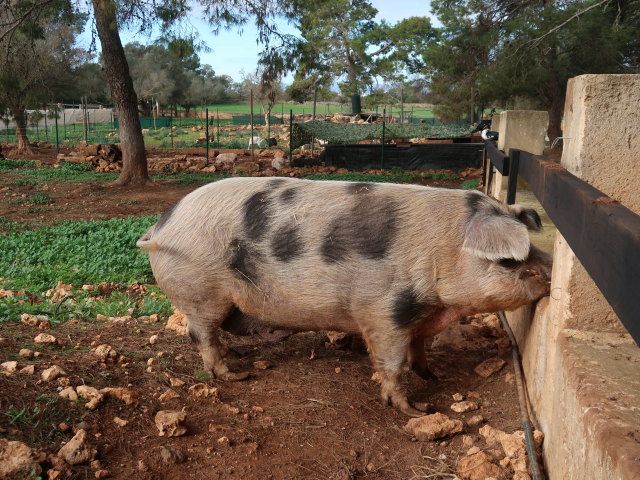 Fresopolis Mallorca (23. Nov.)