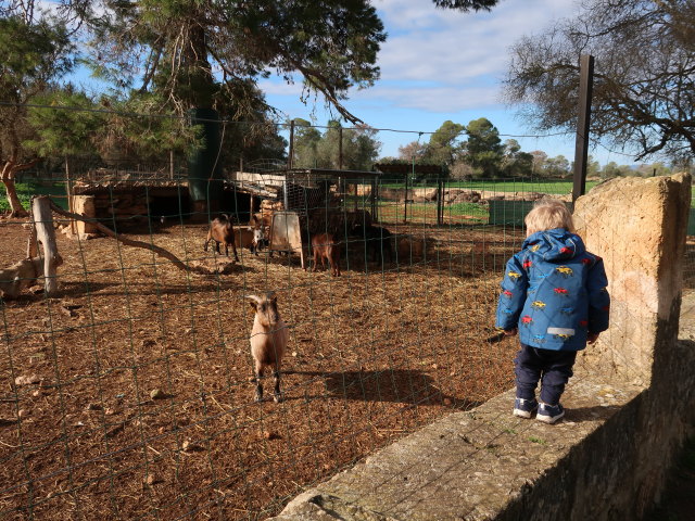 Nils in Fresopolis Mallorca (23. Nov.)