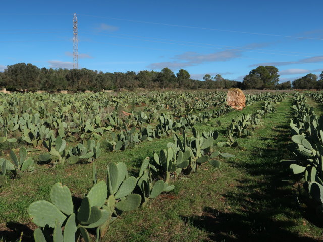 Fresopolis Mallorca (23. Nov.)