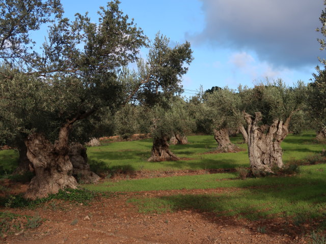 Finca Son Moragues (24. Nov.)