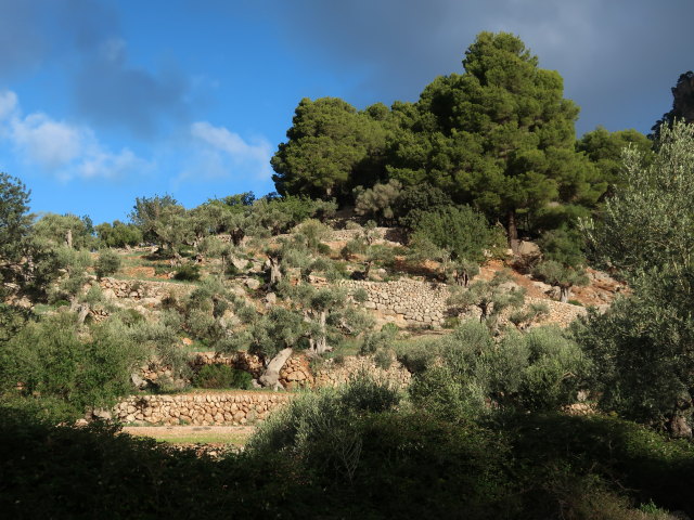 Finca Son Moragues (24. Nov.)