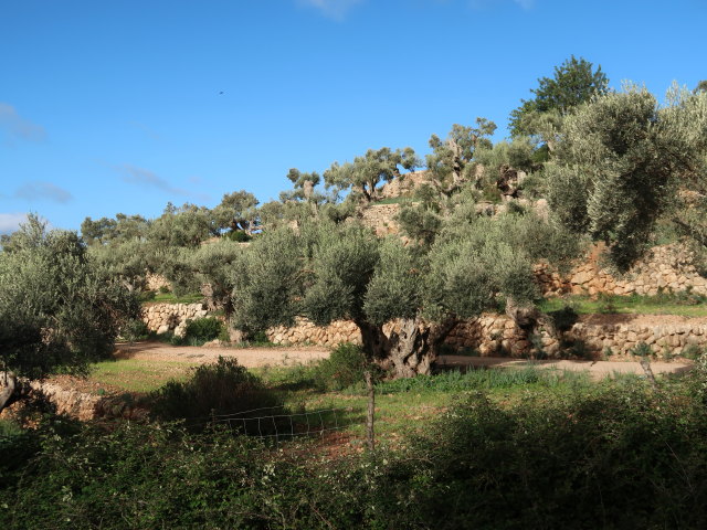 Finca Son Moragues (24. Nov.)