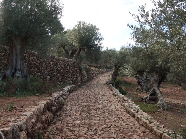 Finca Son Moragues (24. Nov.)