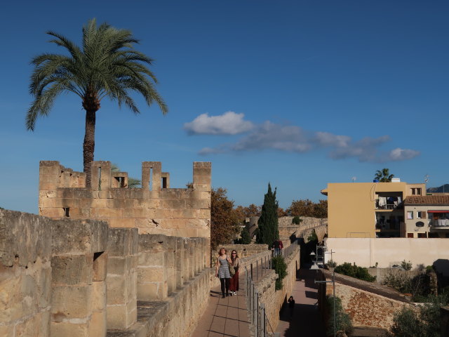 Murades d'Alc&uacute;dia (29. Nov.)