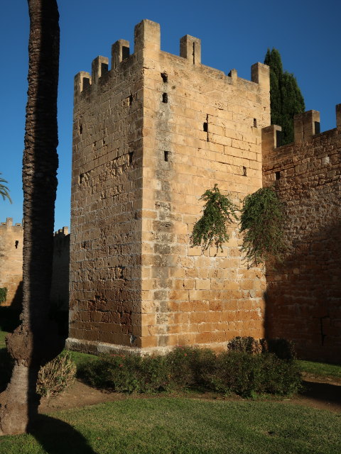 Murades d'Alc&uacute;dia (29. Nov.)