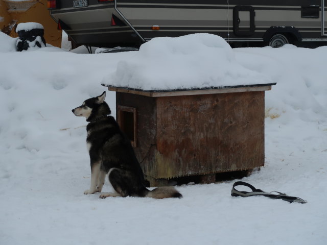Basis von Arctic Dogsled Adventure in Laxforsen (20. Feb.)