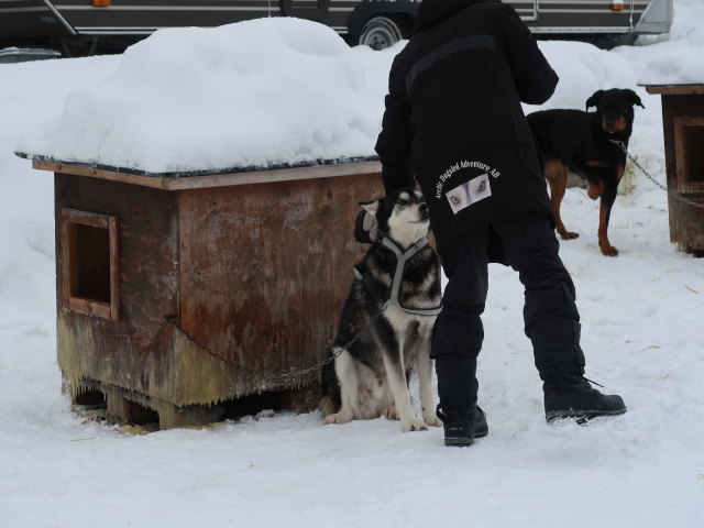 Basis von Arctic Dogsled Adventure in Laxforsen (20. Feb.)