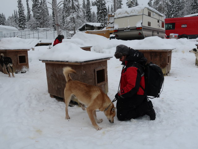 Markus in der Basis von Arctic Dogsled Adventure in Laxforsen (20. Feb.)