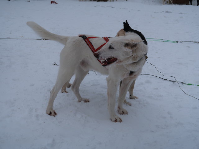 Basis von Arctic Dogsled Adventure in Laxforsen (20. Feb.)