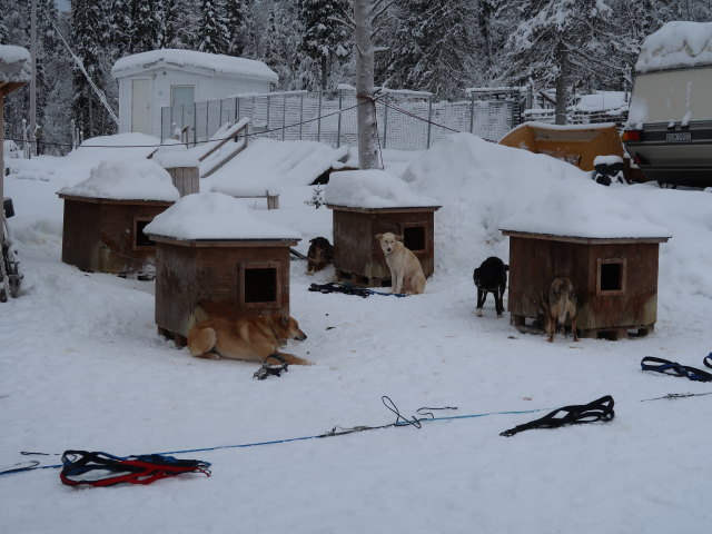 Basis von Arctic Dogsled Adventure in Laxforsen (20. Feb.)