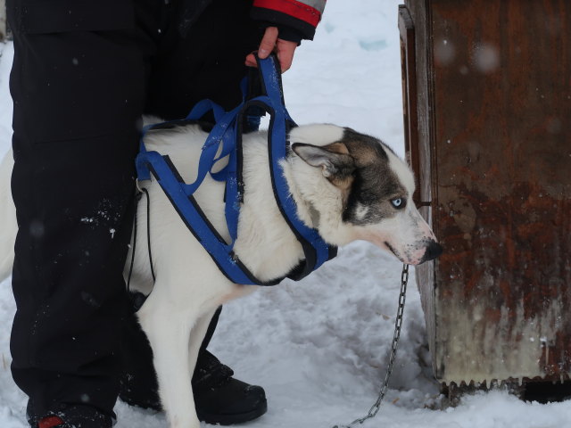 Basis von Arctic Dogsled Adventure in Laxforsen (20. Feb.)